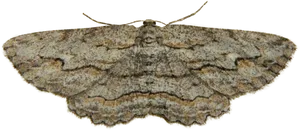 Camouflaged Moth Transparent Background PNG Image