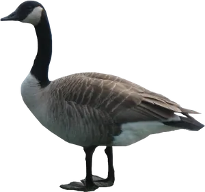 Canada Goose Profile PNG Image