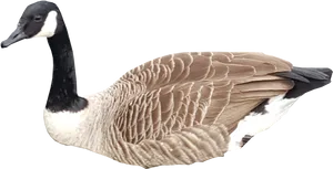 Canada Goose Profile PNG Image