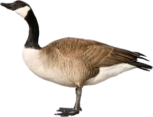 Canada Goose Profile P N G PNG Image