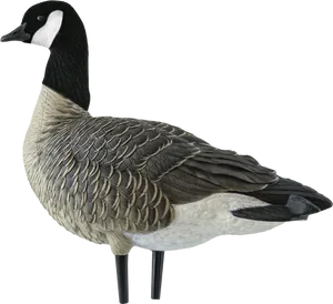 Canada Goose Profile PNG Image