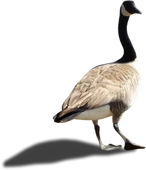 Canada Goose Profile Walking PNG Image