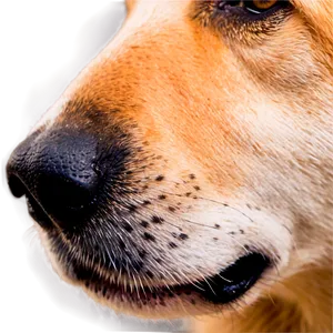 Canine Nose Macro Png Hos15 PNG Image