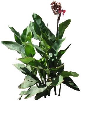 Canna Plantwith Fading Flowers PNG Image