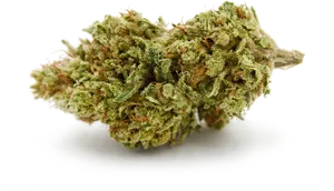 Cannabis Bud Closeup PNG Image