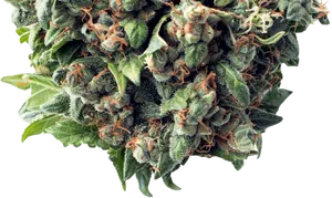 Cannabis Bud Closeup PNG Image