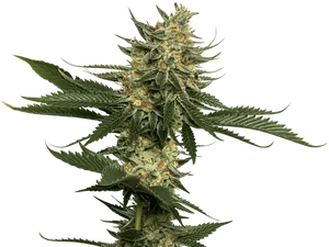 Cannabis Flower Closeup PNG Image