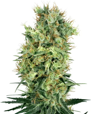 Cannabis Flower Closeup PNG Image