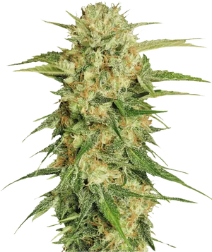 Cannabis Flower Closeup PNG Image