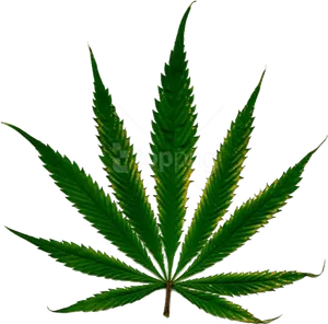 Cannabis Leaf Isolated Black Background PNG Image