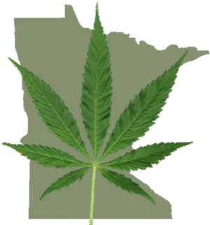 Cannabis Leaf Transparent Background PNG Image