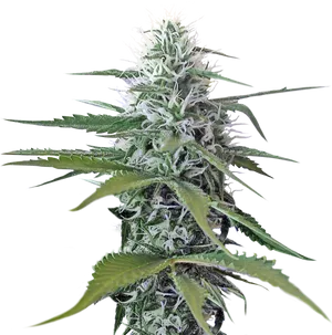 Cannabis Plant Closeup.jpg PNG Image