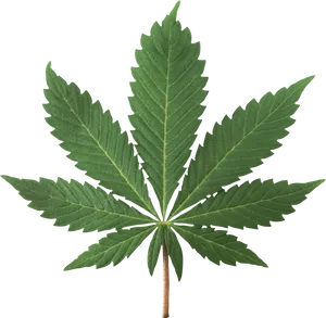 Cannabis Sativa Leaf PNG Image