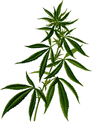 Cannabis Sativa Plant Black Background PNG Image