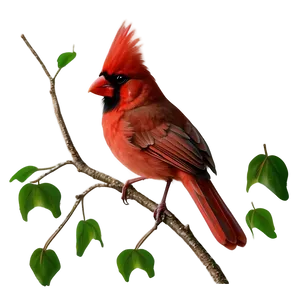 Cardinal Bird In Red Png 34 PNG Image