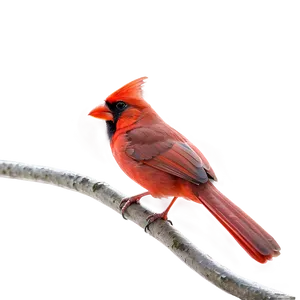 Cardinal Bird In Red Png 7 PNG Image