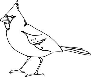 Cardinal Bird Line Art PNG Image