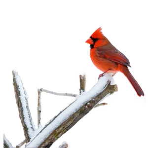 Cardinal In Snow Png 06252024 PNG Image