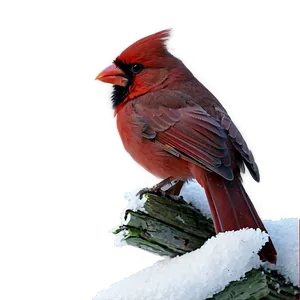 Cardinal In Snow Png Qcu PNG Image