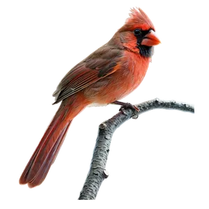 Cardinal On Branch Png 45 PNG Image