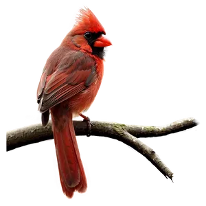 Cardinal On Branch Png 6 PNG Image