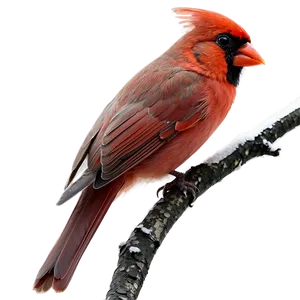 Cardinal On Branch Png 62 PNG Image