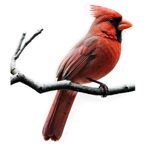 Cardinal Silhouette Png 77 PNG Image