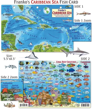 Caribbean Sea Fish Identification Card PNG Image