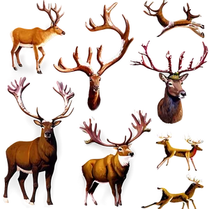 Caribou A PNG Image