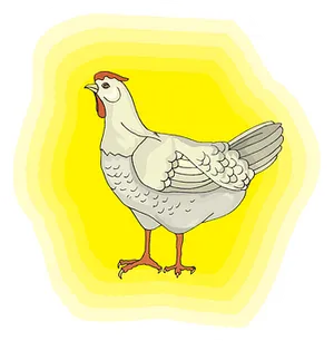 Cartoon Chicken Illustration PNG Image