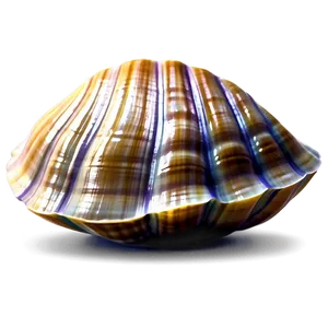 Cartoon Clam Shell Png Sfy11 PNG Image