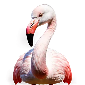 Cartoon Flamingo Family Png Cqa17 PNG Image