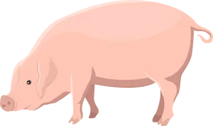 Cartoon Pig Illustration PNG Image