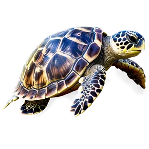 Cartoon Sea Turtle Png Fcw PNG Image