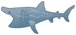 Cartoon Shark Illustration PNG Image