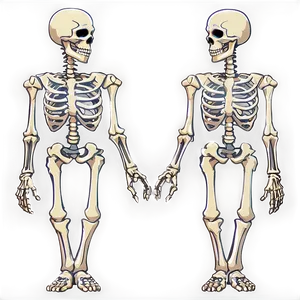 Cartoon Skeleton D PNG Image