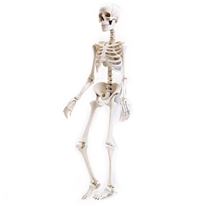 Cartoon Skeleton Side View Png Mkr PNG Image