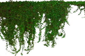 Cascading Green Ivy Wall PNG Image