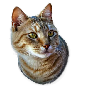 Cat Face Pattern Png Eko96 PNG Image