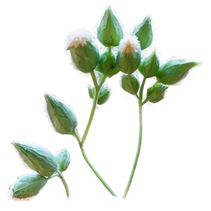 Catnip Flower Blooms Png Gfn1 PNG Image