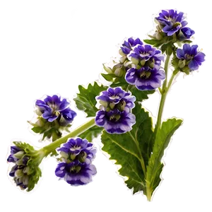 Catnip Flower Blooms Png Hap PNG Image