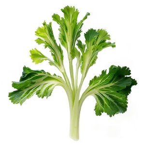 Celery Leaves Png 06252024 PNG Image