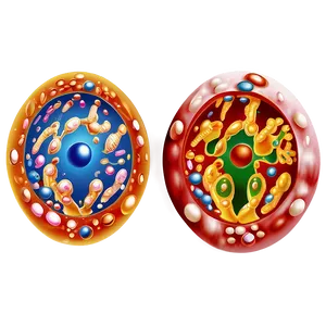 Cell Nucleus Diagram Png Oup4 PNG Image