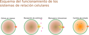 Cellular Signaling Process Diagram PNG Image