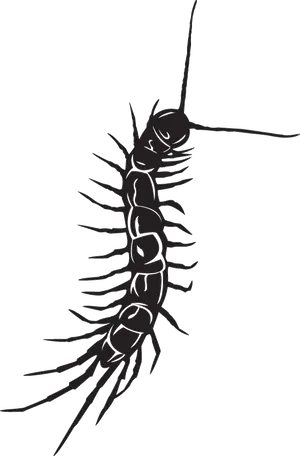 Centipede Silhouette Graphic PNG Image