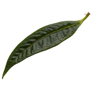 Ceylon Tea Leaf Png Sxr57 PNG Image