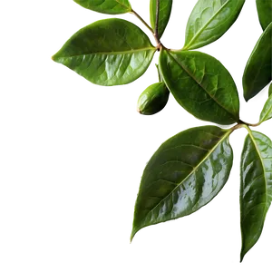 Ceylon Tea Leaf Png Ybr PNG Image