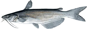 Channel Catfish Illustration PNG Image