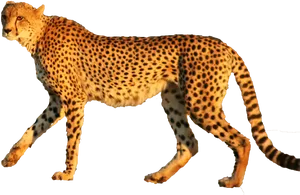 Cheetah Walking Profile PNG Image