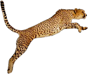 Cheetahin Mid Stride PNG Image